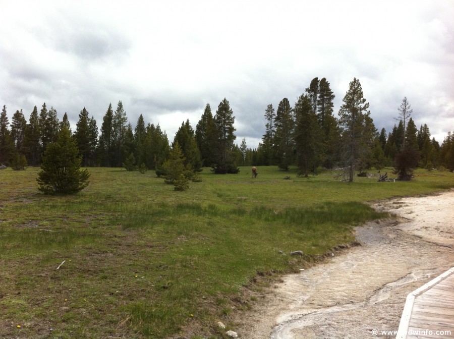 4-West-Thumb-Geyser-Basin-027