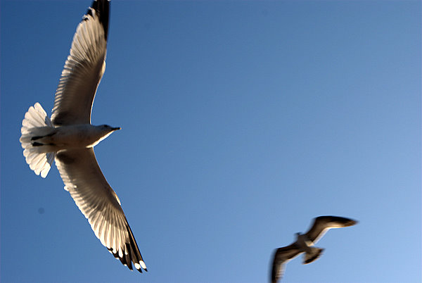 50mm Seagulls