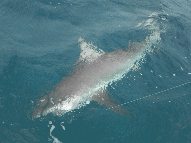 7' Shark caught at Castaway Cay 10-13-07