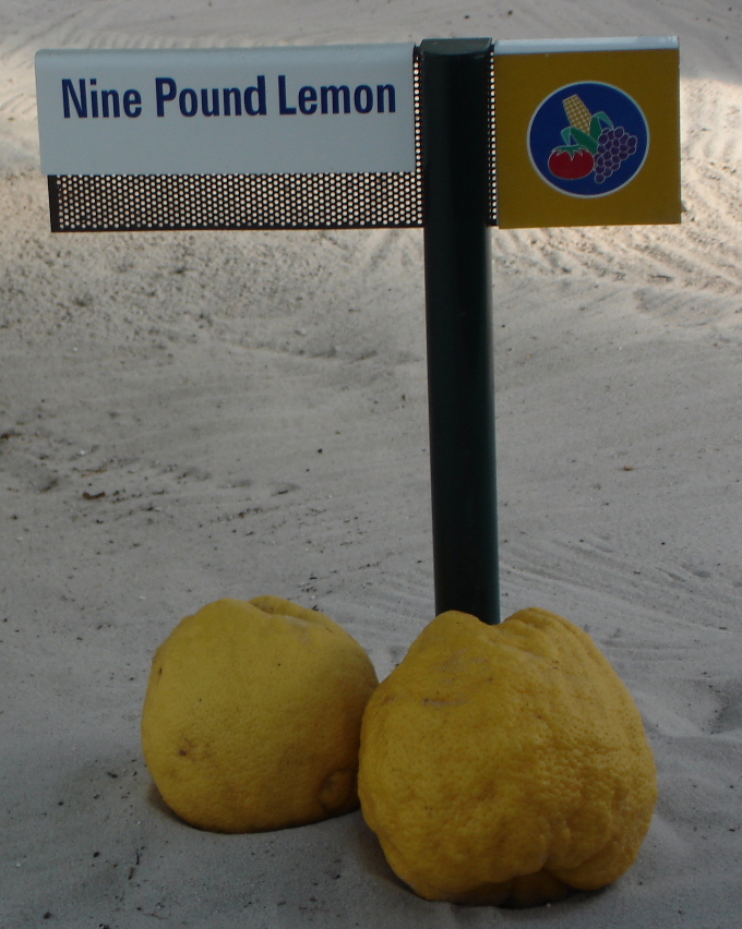 9 lb Lemon