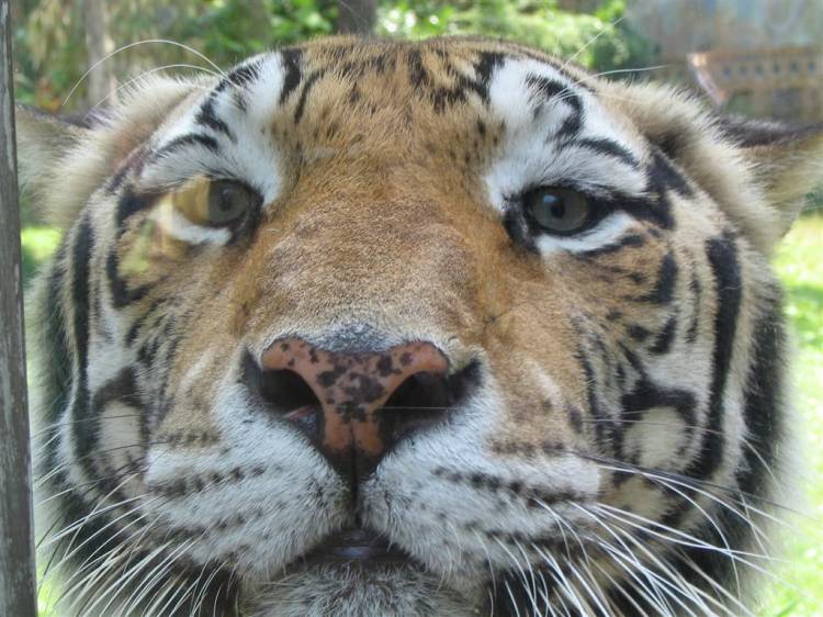A closer look at the Animal Kingdom