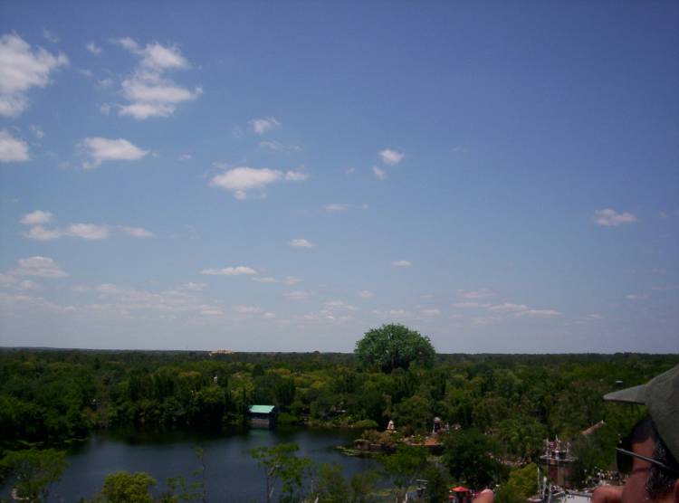 A New Perspective Of Disney's Animal Kingdom