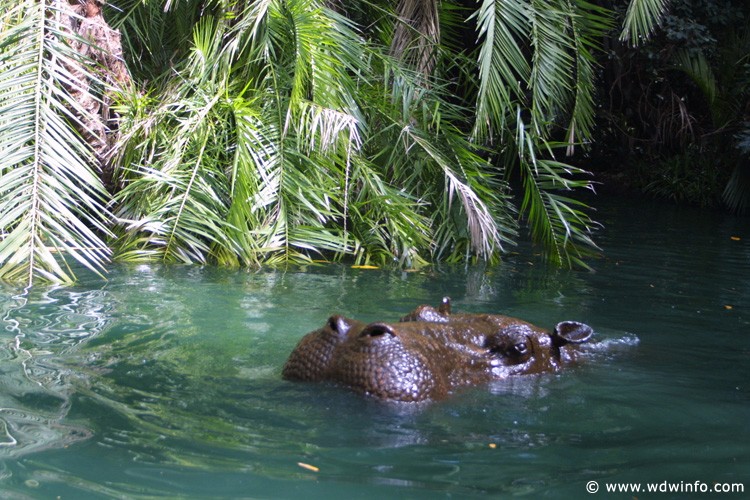 Jungle Cruise