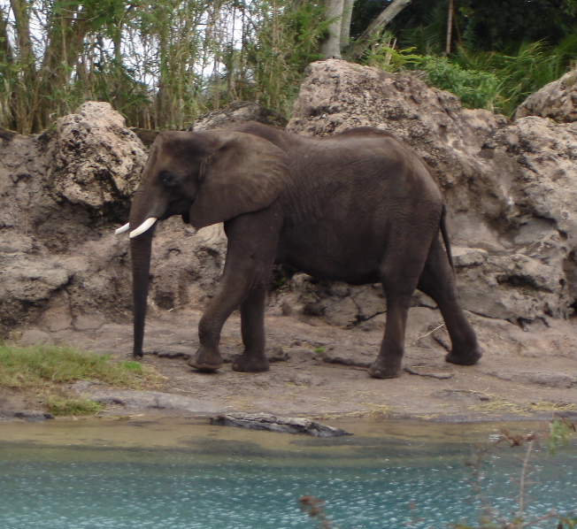 African Elephant