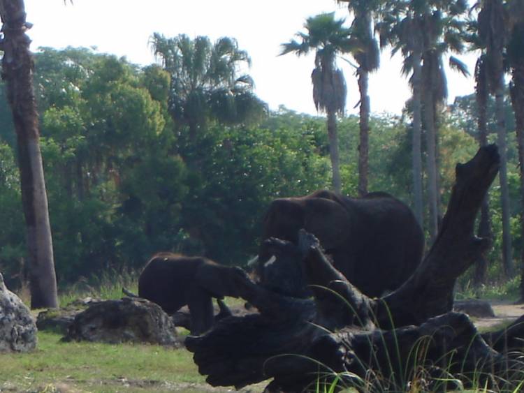 African Elephants