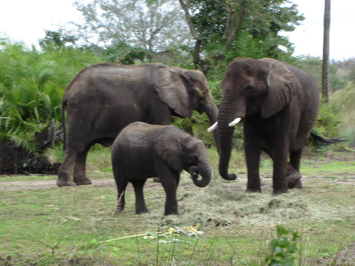 African Elephants