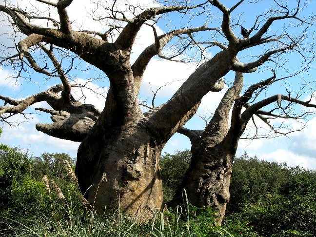 African Tree