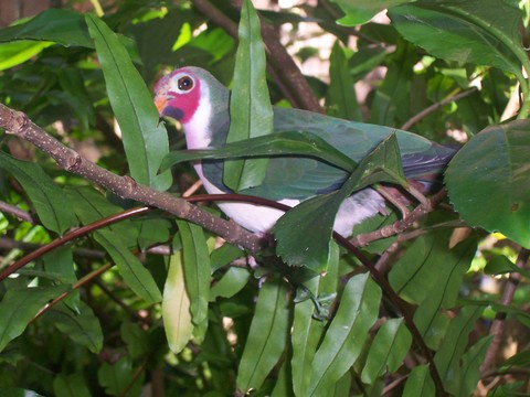 AK bird