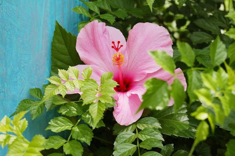 AK hibiscus flower