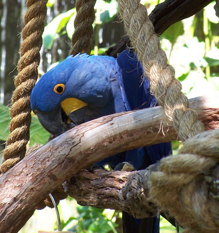 AK Parrot