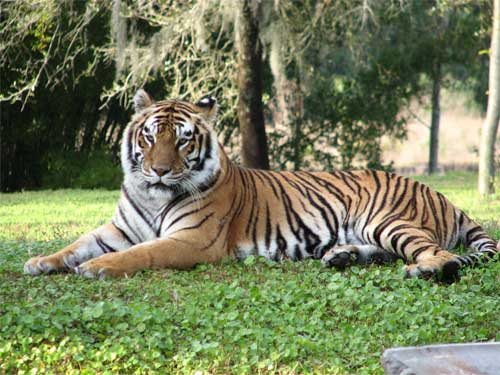 Ak Tiger