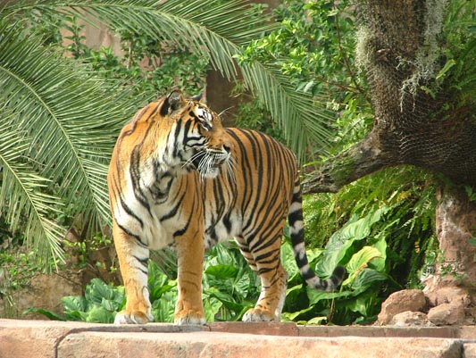 AK Tiger