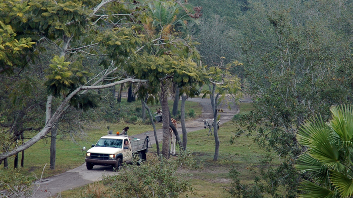 AKL Arusha Savanna-Feeding Time