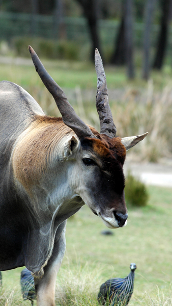 AKL Arusha Savanna