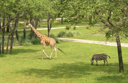 AKL Arusha Savannah Animals