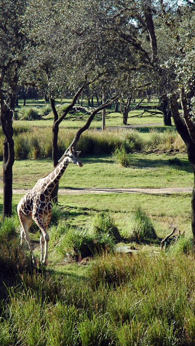 AKL Giraffe Arusha Savanna