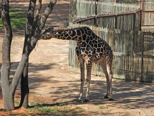 AKL Giraffe Savannah