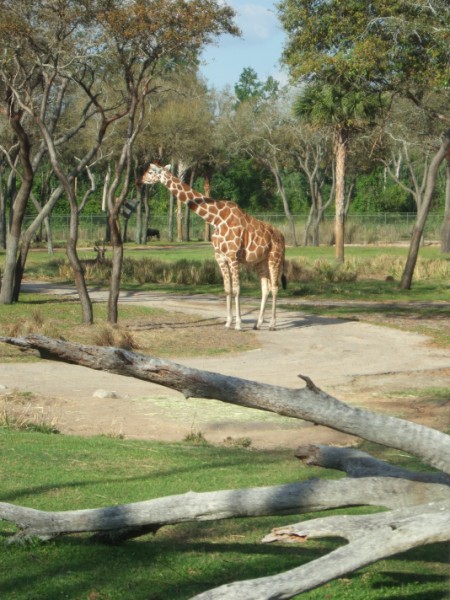 AKL Savannah