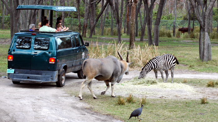 AKL Special Safari