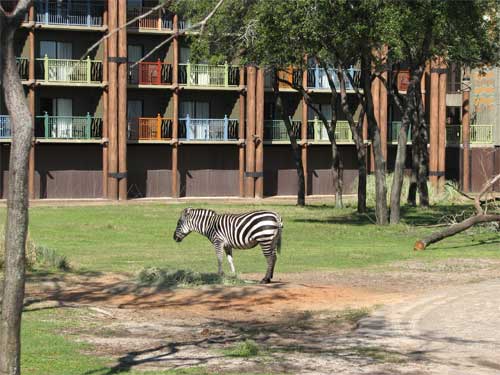 AKL-Zebra-web