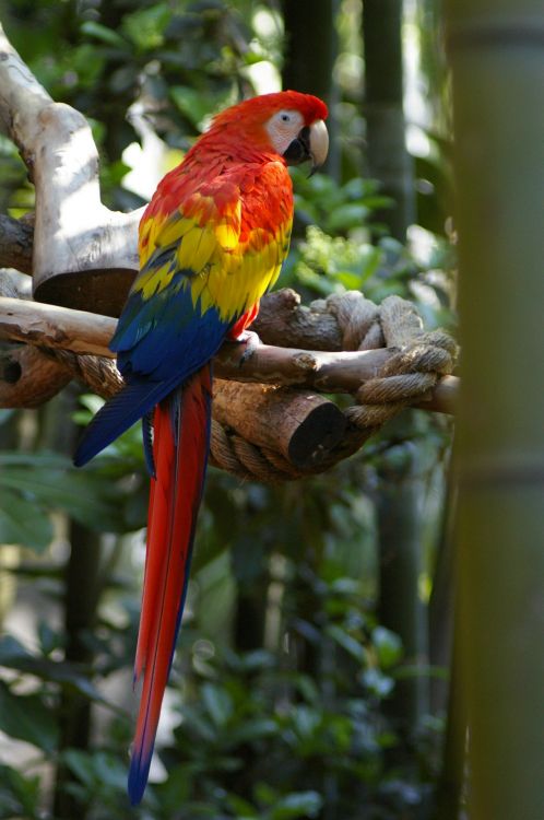 AKparrott022409DISa