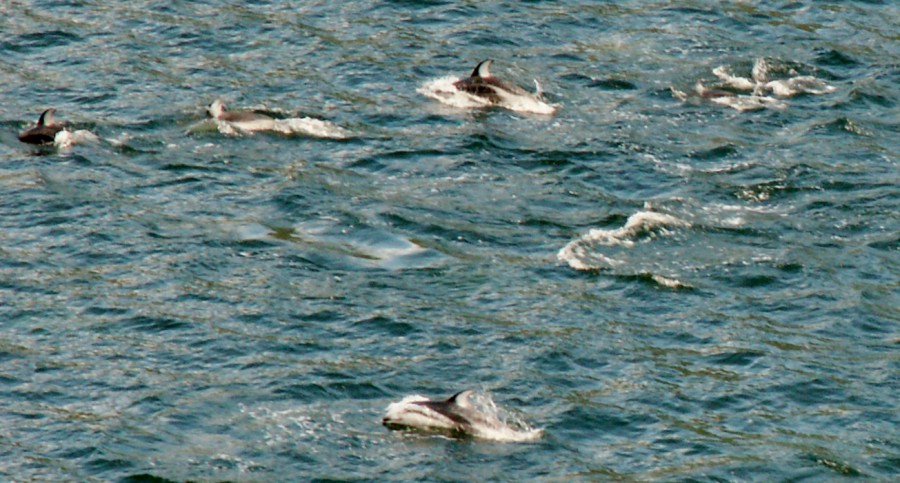 Alaska Pod of Dolphins