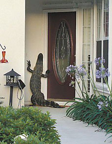 alligator