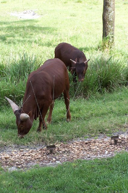 Animal Fencing at AKL