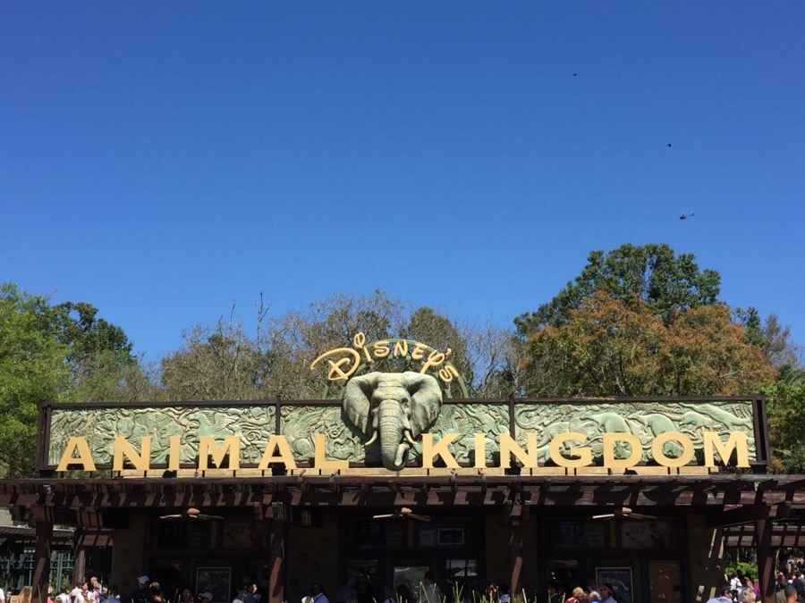 Animal-kingdom - 1