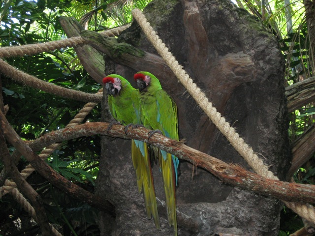 Animal Kingdom Birds 10-2007