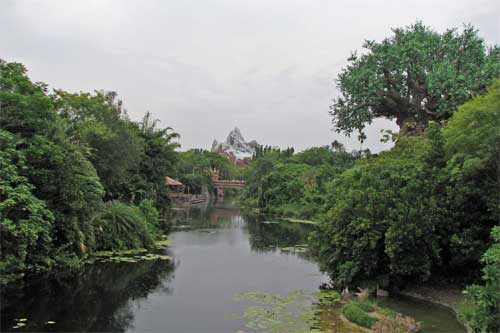 Animal Kingdom Bridge View