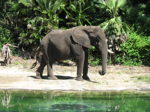 Animal Kingdom Elephant10-2007