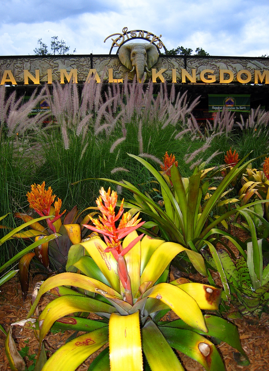 Animal Kingdom Entrance