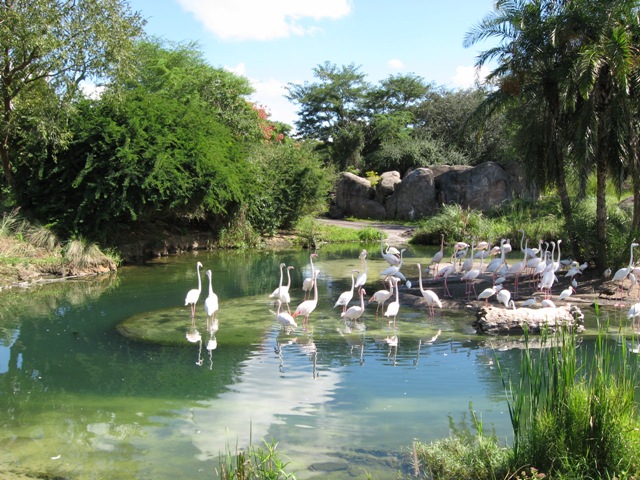 Animal Kingdom Flamingos 10-2007