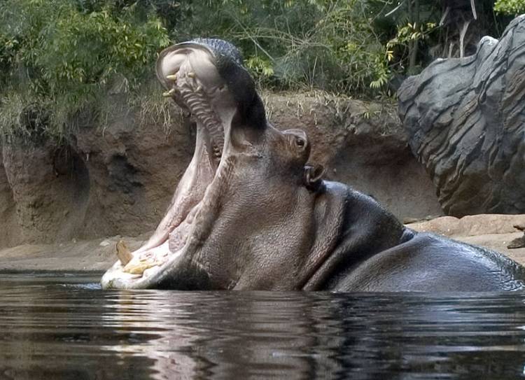 animal kingdom hippo