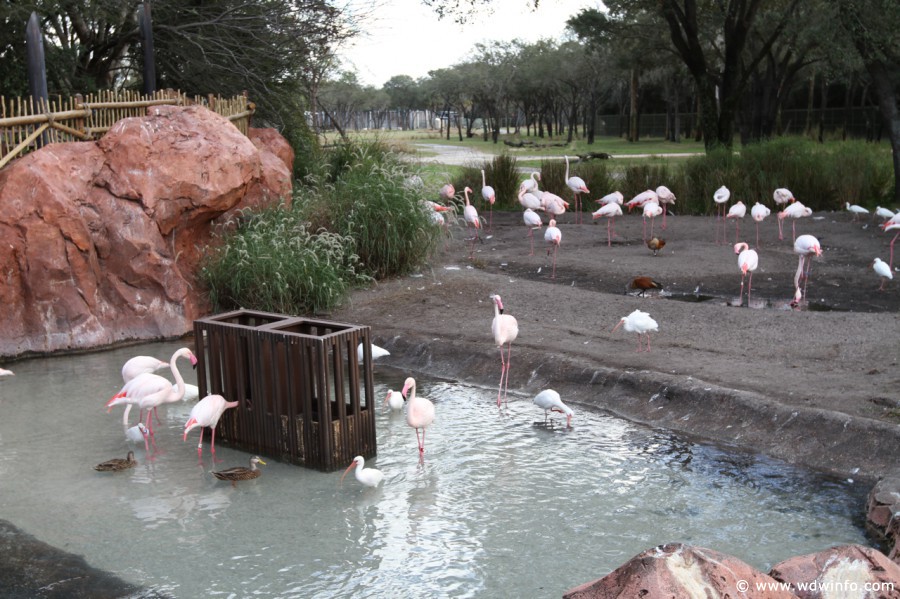 Animal-Kingdom-Lodge-0079