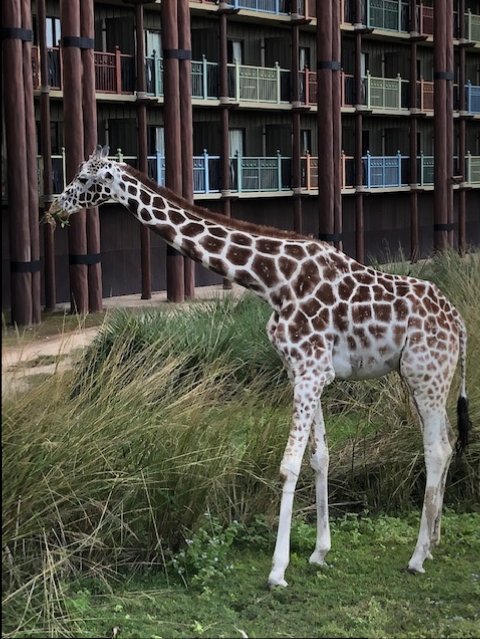 Animal Kingdom Lodge 2_Disney 2018