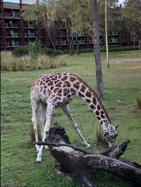 Animal Kingdom Lodge 3_Disney 2018