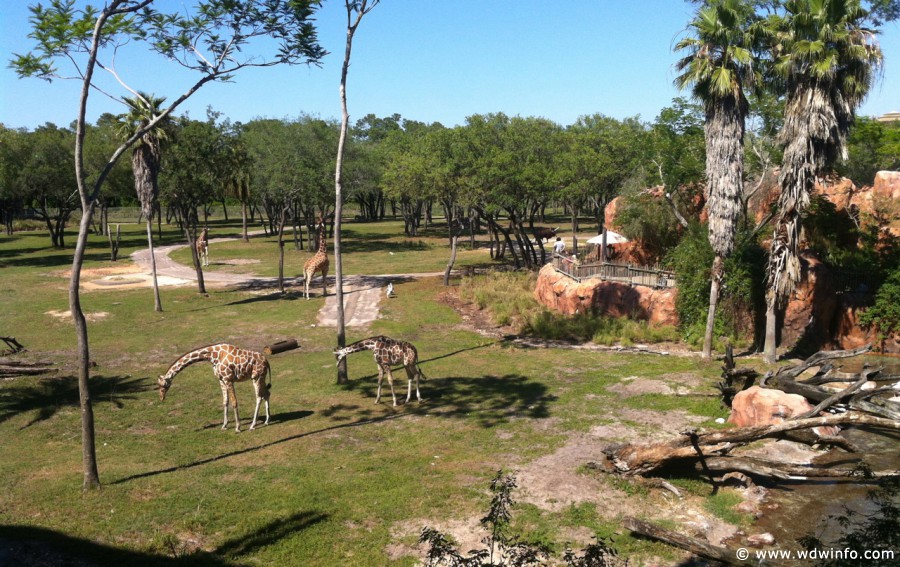 Animal-Kingdom-Lodge-Animals-010