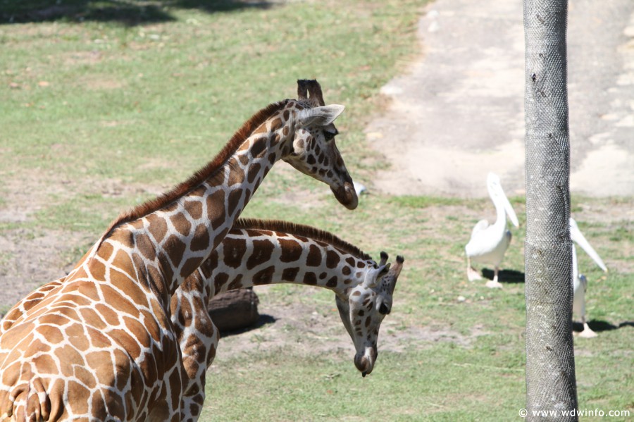 Animal-Kingdom-Lodge-Animals-011