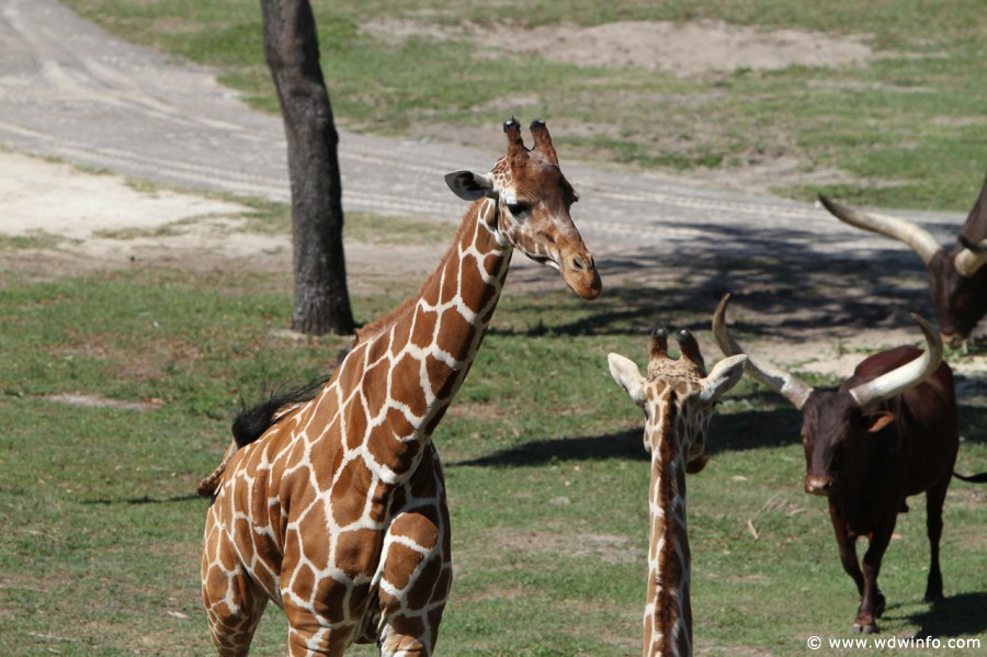 Animal-Kingdom-Lodge-Animals-012