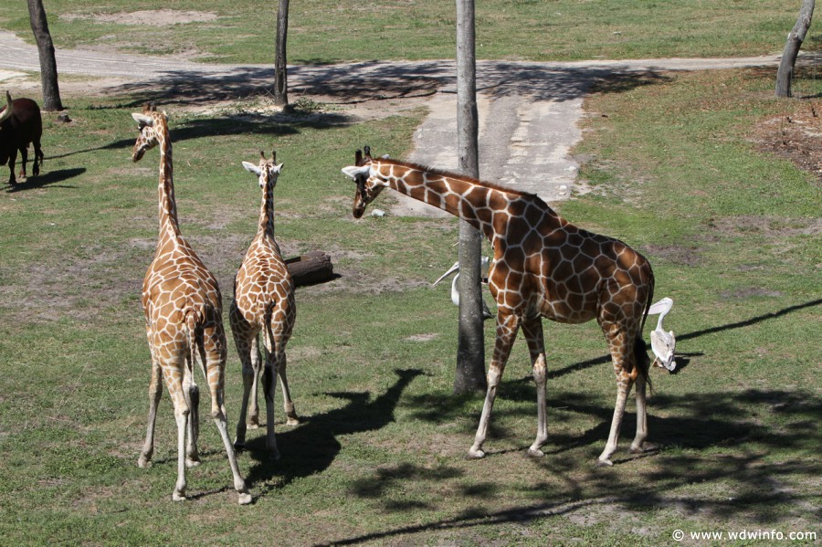 Animal-Kingdom-Lodge-Animals-013