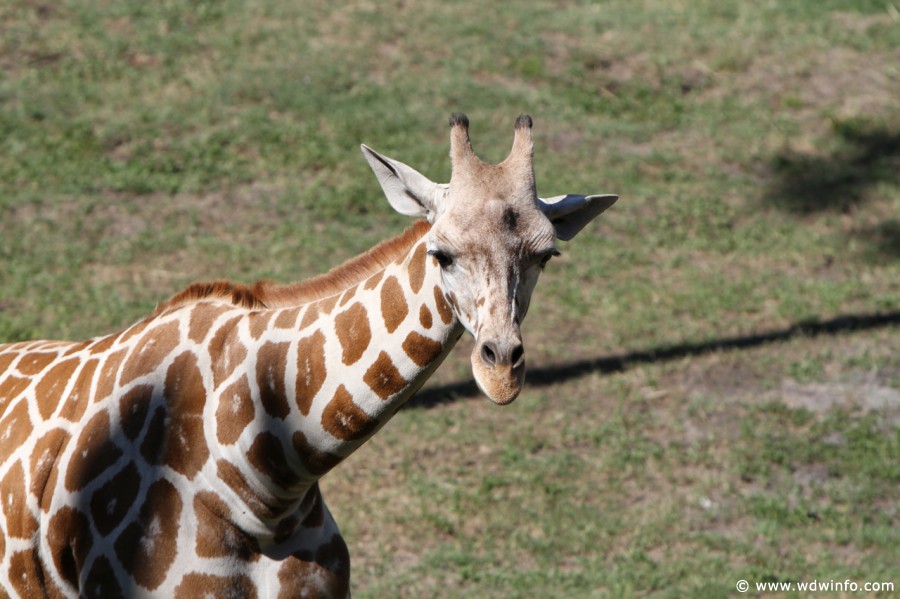 Animal-Kingdom-Lodge-Animals-014