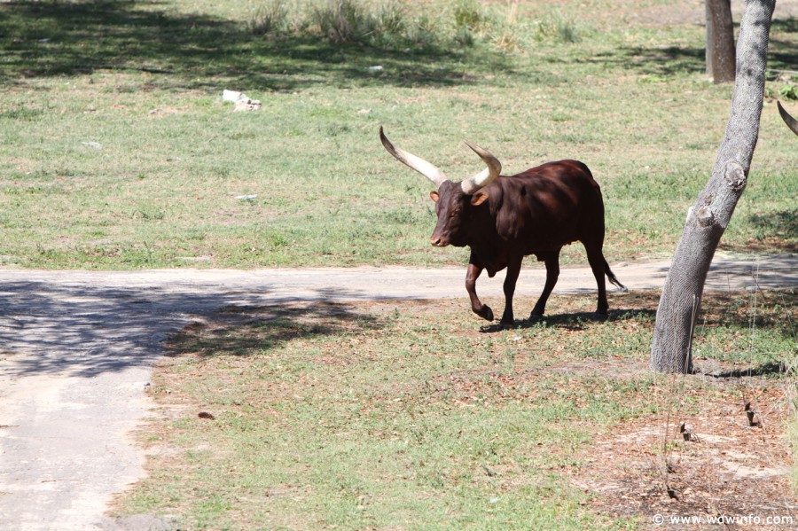 Animal-Kingdom-Lodge-Animals-015