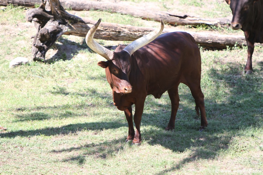 Animal-Kingdom-Lodge-Animals-016