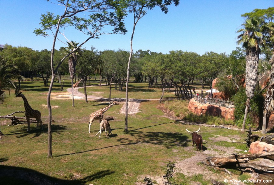 Animal-Kingdom-Lodge-Animals-017