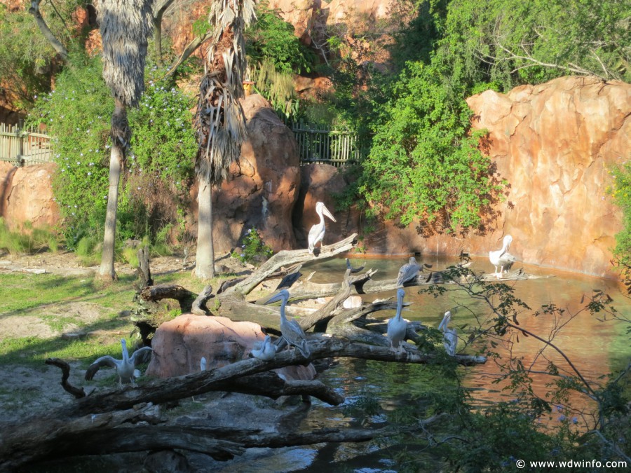 Animal-Kingdom-Lodge-Animals-020