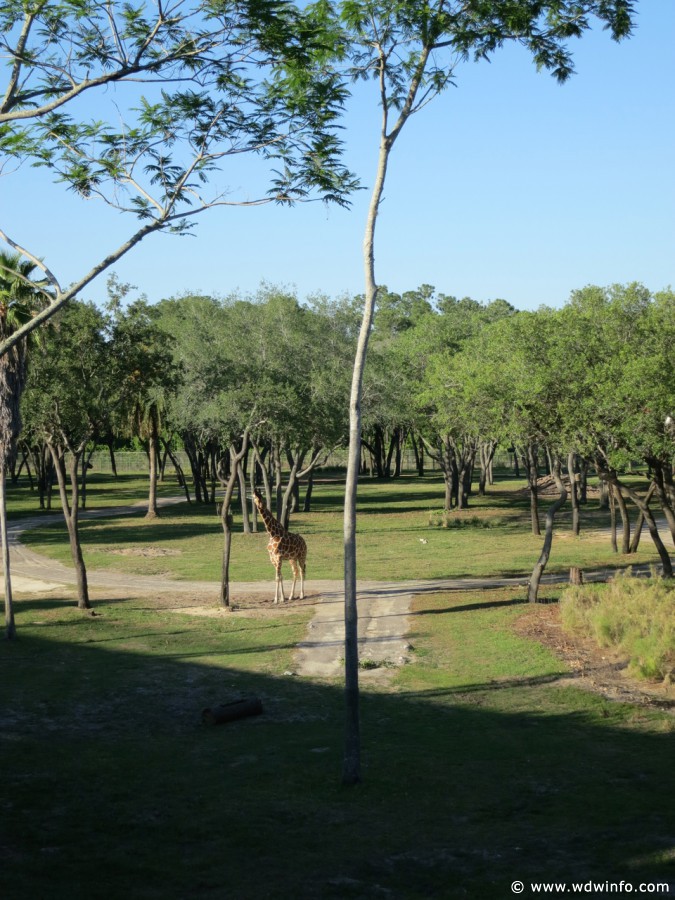 Animal-Kingdom-Lodge-Animals-021