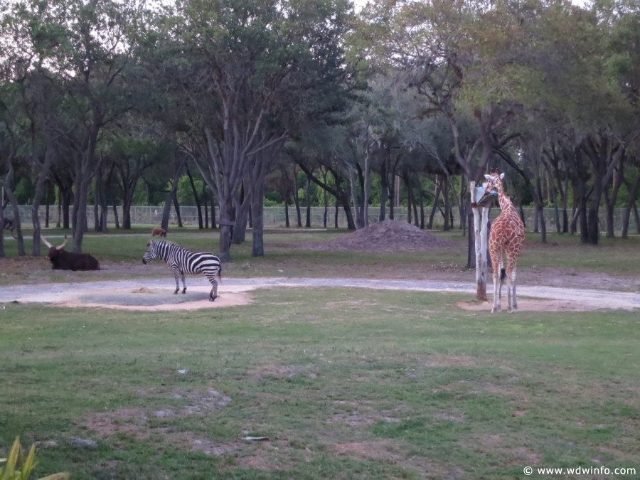 Animal-Kingdom-Lodge-Animals-022