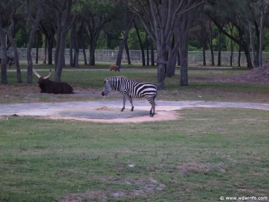 Animal-Kingdom-Lodge-Animals-023